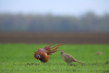 Revierkampf