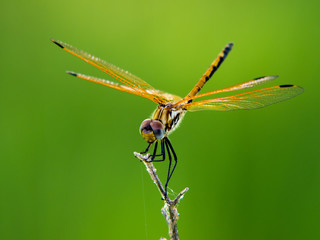 monarch dropwing dragonfly