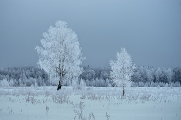 Белые берёзы