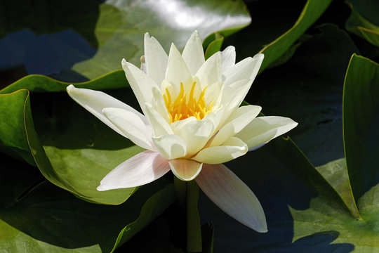 White Lily on the surface of a pond.