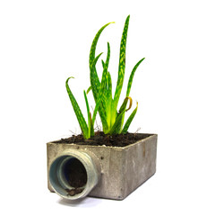 Aloe vera small plant cactus in pot on white background