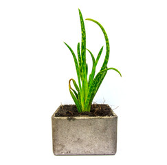 Aloe vera small plant cactus in pot on white background