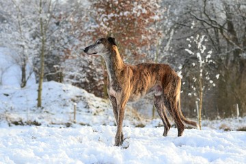 Galgo Espanol im Schnee