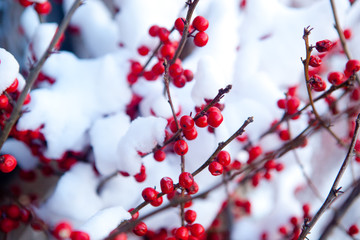 Fototapeta na wymiar Red berries and snowy branch