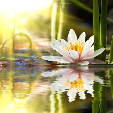 Fototapeta lotus flower