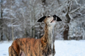 Galgo Espanol im Schnee