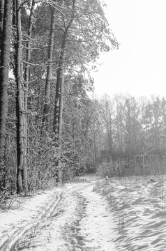 Fototapeta winter forest covered with snow