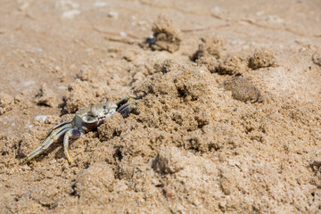 Krabbe am Strand im Sand in Vietnam
