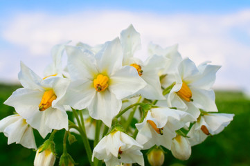 White potato flower