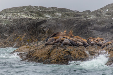 Fototapeta premium Seerobben auf Vancouver Island