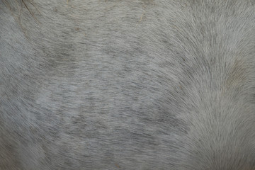a horse fur close up