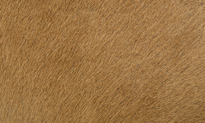 a horse fur close up