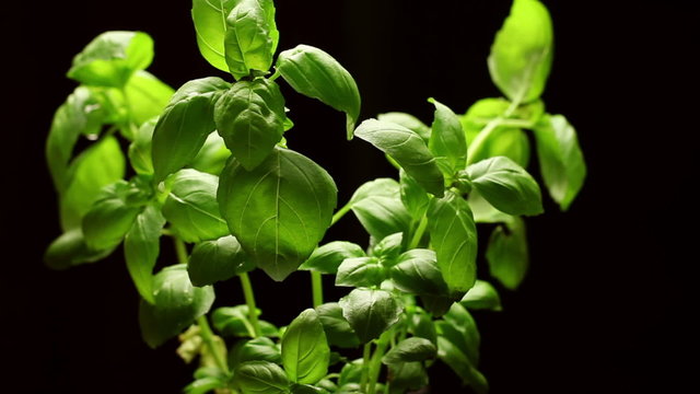 Fresh basil plant isolated on black background, rotating