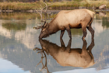 Reflection of Bull Elk Drinking