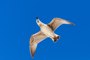 Seagull flying in a clear sky.