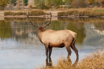 Bull Elk by Lake During the Fall Rut