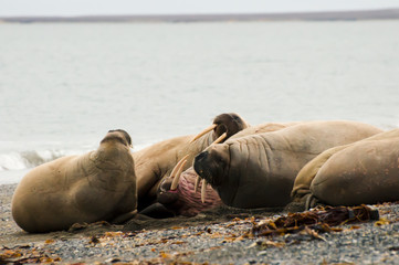 Walrus Family - Svalbard