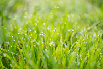 Fresh grass with morning dew drops on sunrise