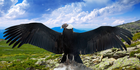 Andean condor   in wildness