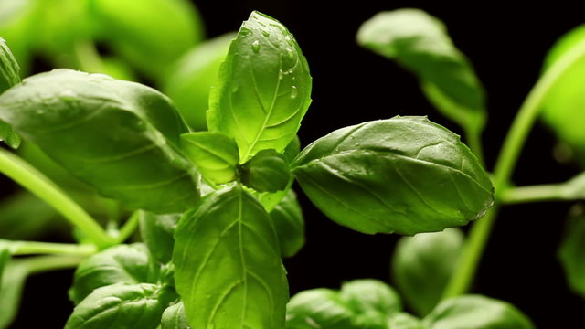 Fresh green basil leaves closeup, rotating