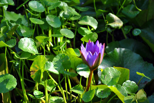 Water lily Latin name Nymphaea sp