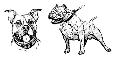 pitbull illustration
