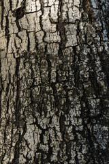 Abstract wood bark texture