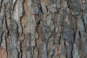 Obraz premium Abstract wood bark texture