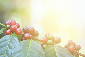 Fototapety  świeże ziarna kawy na drzewie