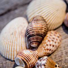 Seashells