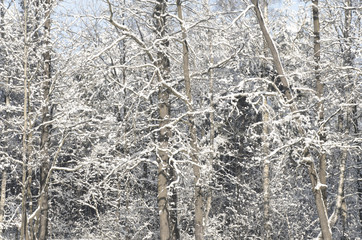 winter forest covered with snow