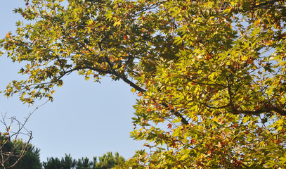 bright leaves in the sky