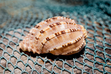 Sea shells
