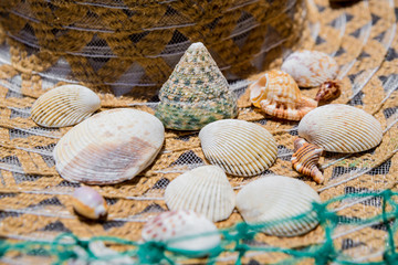 Sea shells