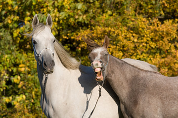 Portrait yawn horses