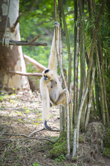 Golden gibbon sitting on a tree's branch