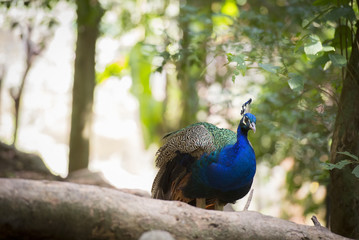 Fototapeta premium Bird
