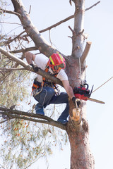 man pruning tree