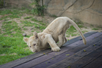 Lion Cub