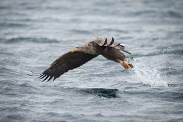 White-tailed eagle with prey