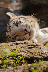 Weißer Bengal-Tiger (Panthera tigris tigris)