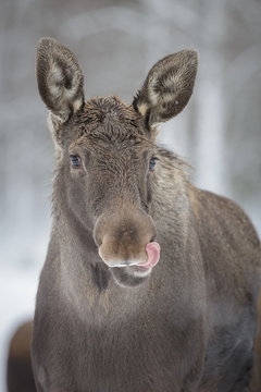 Moose, sticking his tongue out