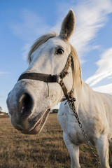 Portrait of a white horse, on a background of blue sky and clouds.
