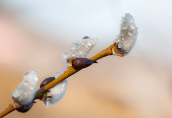 Spring pussy willow catkins