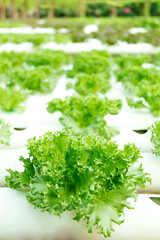 Green lettuce