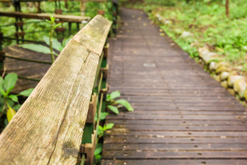 Foggy tropical rain forest pathway trail (selective focus)