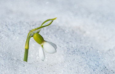 Single snowdrop flower with snow
