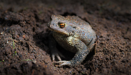 Common toad or European toad (Bufo bufo) hid in a hole