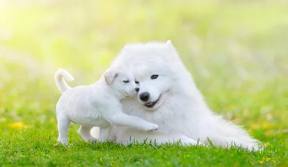Photo sur Aluminium Chien Chiot blanc de race mixte et chien samoyède sur fond vert