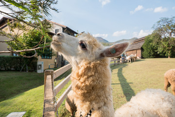 Alpacas in farm, Thailand
